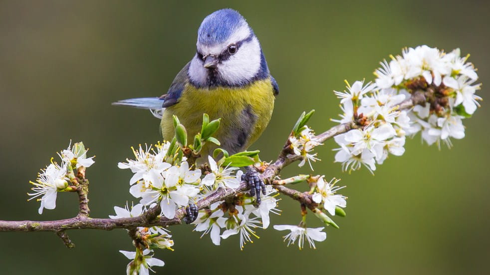 Blue tit on branch with blossom